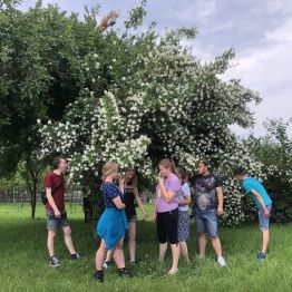Uczniowie klasy II a BS stoją pod krzewem jaśminu i wąchają jego kwiaty.