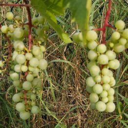 Winogrono.