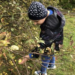 Wojtek zrywa małe jabłuszko z drzewa.