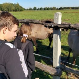 dzieci karmią koniki polskie