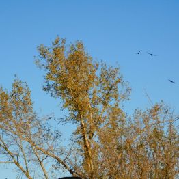 ptaki, drzewa, niebo fotografia jesienna