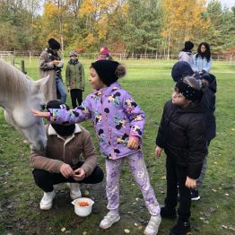Uczniowie klas 1-3 karmią konie.
