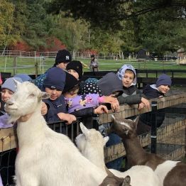 Uczniowie klas 1-3 karmią kozy.