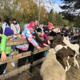 Uczniowie klas 1-3 karmią kozy.