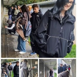 Wychowankowie chodzą po terenie schroniska – poznając pieski znajdujące się w placówce.