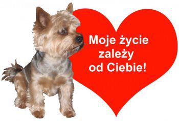Pies i czerwone serce