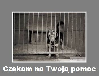 Pies w schronisku. Napis: Czekam na Twoją pomoc