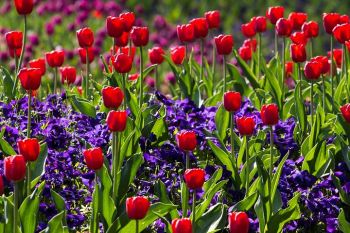 Czerwone tulipany.