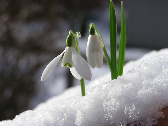 Przebiśniegi na śniegu