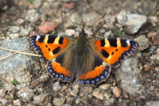 Motyl na kamykach