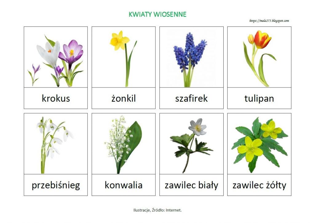 rysunki przedstawiające wiosenne kwiaty 